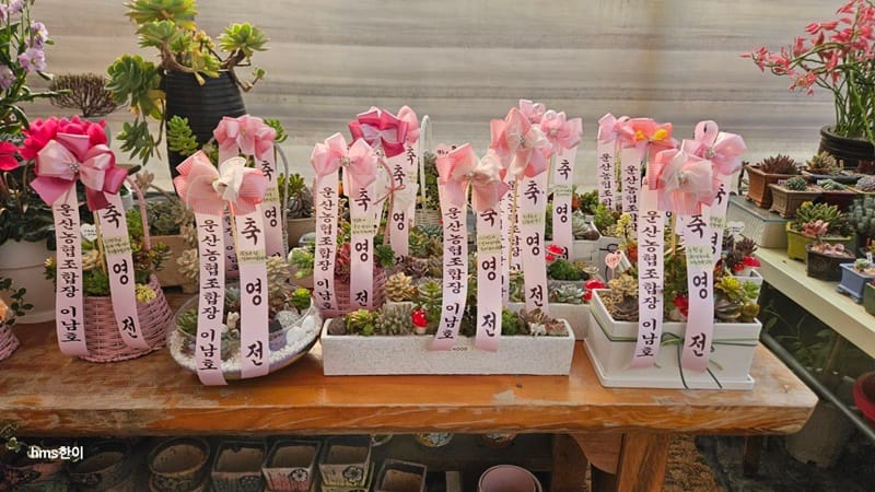 소풍다육식물 갤러리 3